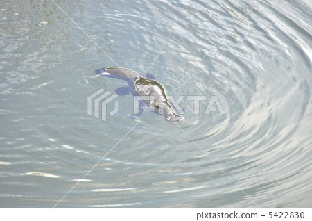 platypus platypus 5422830