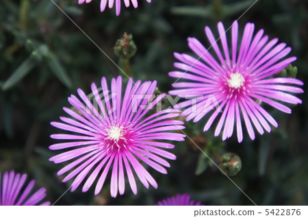 Livingston Daisy 5422876