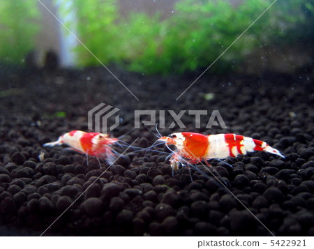 Red Bish Lump 5422921