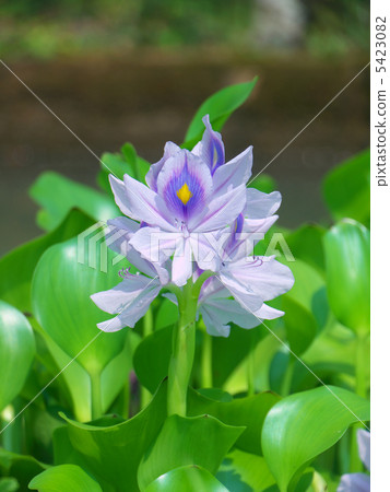 Water hyacinth 5423082
