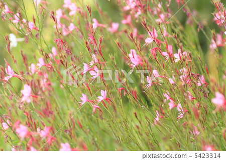 高拉 高拉 5423314