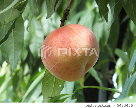 桃子 桃子 5423436