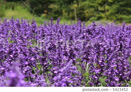 薰衣草田 5423452
