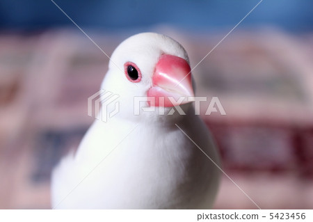 Bunshun no Son Bunshun no Son 5423456