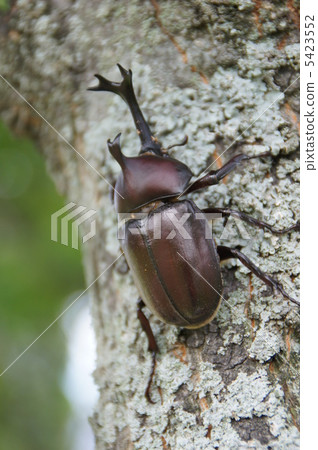 Beetle 5423552