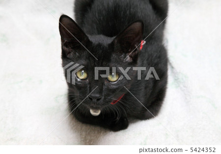 black cat black cat 5424352
