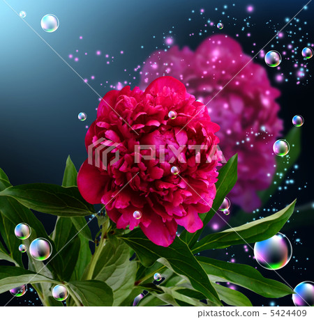 Peony Peony 5424409