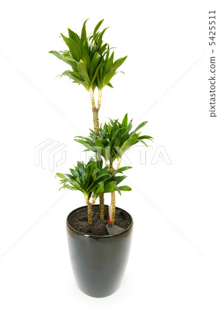 Dracaena plant isolated on the white background Dracaena plant isolated on the white background 5425511