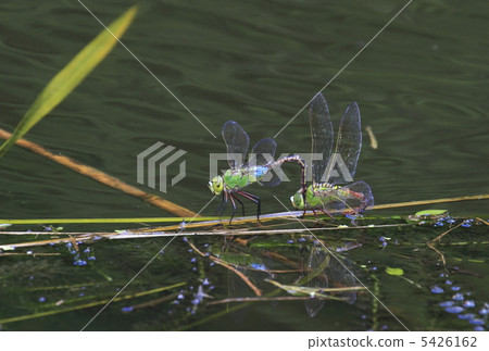 ANAX帕泰諾佩朱利葉斯 5426162