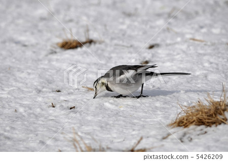 Sekirei to find food 5426209