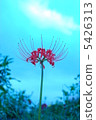 A cluster amaryllis 5426313