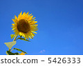 sunflower	 5426333