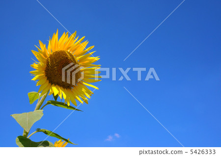 向日葵 5426333