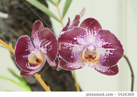 Moth orchids 5426369