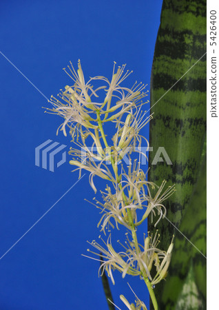 Sansberia花 5426400