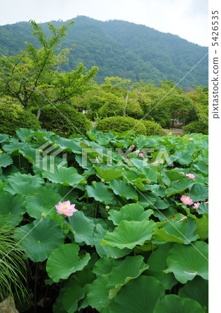 The lotus of Kyoto Tenryuji 5426535
