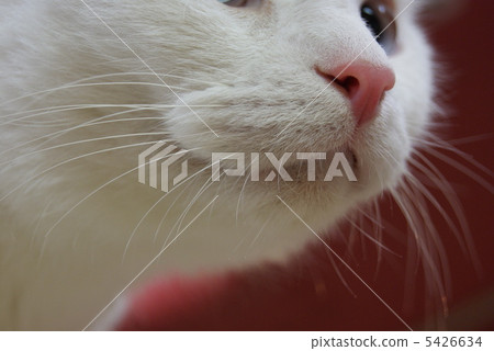 貓的鼻子·稍微緊張·水平位置 貓的鼻子·稍微緊張·水平位置 5426634