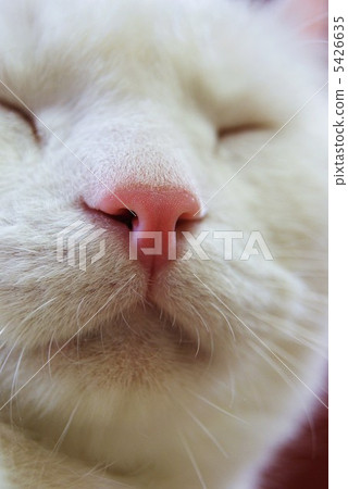 The face of a sullen cat · Really just sleepy · Vertical position 5426635