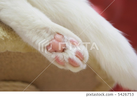 貓的爪子和尾巴·貓睡在貓塔上·水平位置 5426753