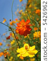  Kivanacosmos 5426962