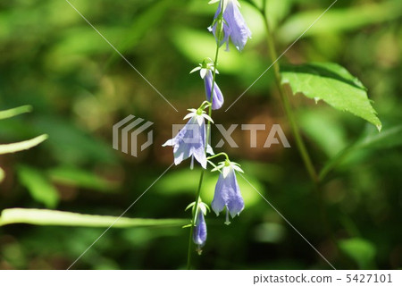 高山植物索瓦那花開在懸崖上（切懸崖），側向 5427101