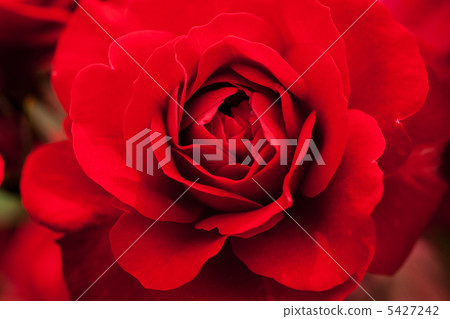 歐洲皮亞納 5427242