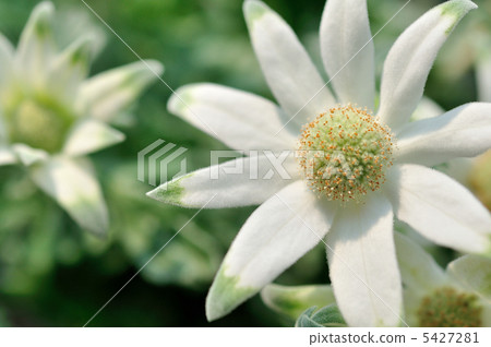 法蘭絨花 5427281