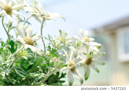 法蘭絨花 5427283