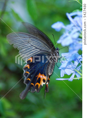 拍打小丑 5427480