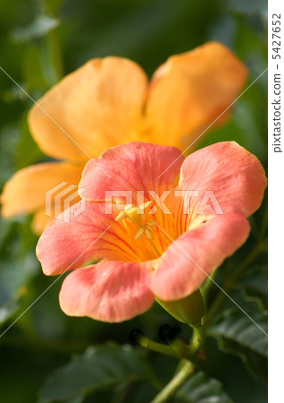 Nausuzakura (Orange) Nausuzakura (Orange) 5427652