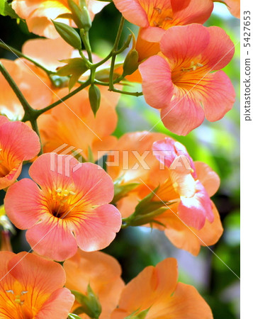 Nausuzakura (Orange) Nausuzakura (Orange) 5427653