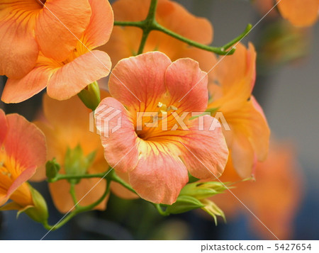 Nausuzakura (Orange) 5427654