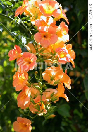 Nausuzakura (Orange) 5427658