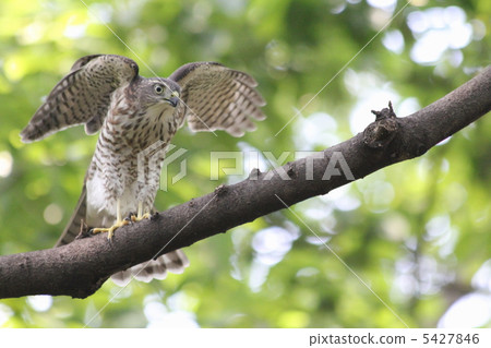 Tsumi's young bird 5427846