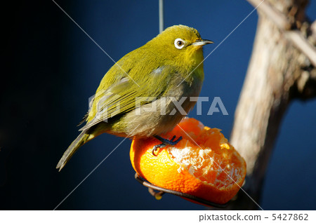 I love oranges ❢ Megui-kun 5427862