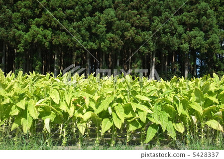 Cigarette cultivation 5428337