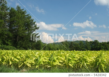 Cigarette cultivation 5428342