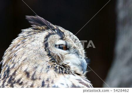 Washigi Oshima Eagle Misuki It is the strongest night bird of prey ... Washigi Oshima Eagle Misuki It is the strongest night bird of prey ... 5428462