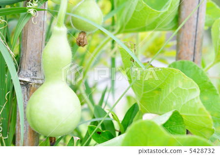 Gourd Gourd 5428732