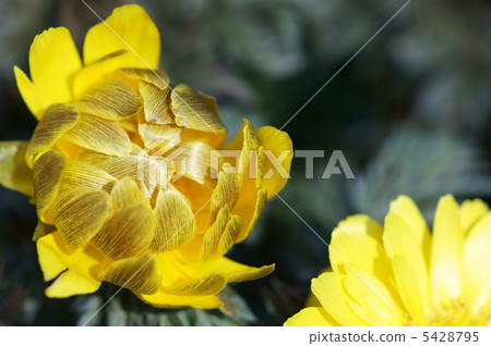 Fukushigusa New Year's Day birth flower 5428795