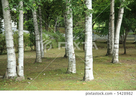 White birch forest 5428982