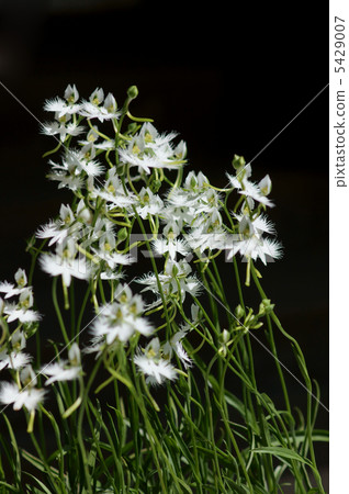 現在是夏天。這是蒼鷺種子的季節。 5429007