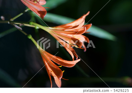 我的名字是Fox的剃刀刀片狐狸。 我的名字是Fox的剃刀刀片狐狸。 5429225