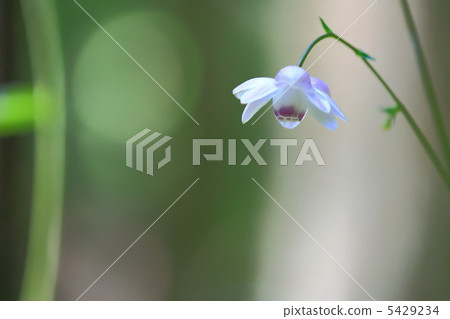 Renge goshoma 5429234