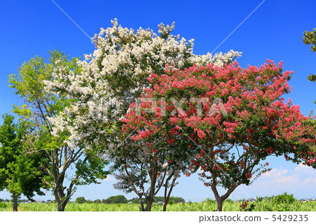 Crape myrtle 5429235