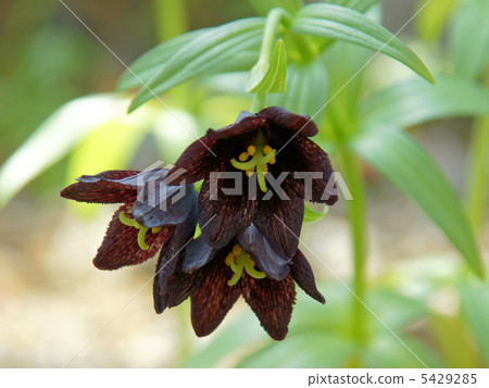 黑百合 黑百合 5429285