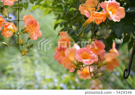 Nausuzakura (Orange) 5429346