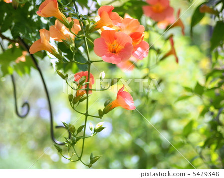 Nausuzakura (Orange) 5429348