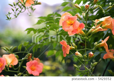 Nausuzakura（橙色） 5429352