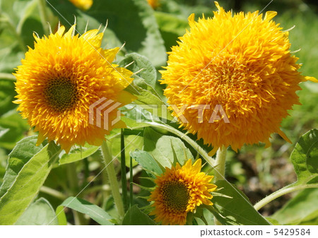 2 Sunflower Monet 2 Sunflower Monet 5429584